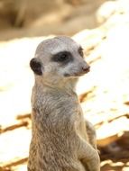 meerkat sitting on its hind legs