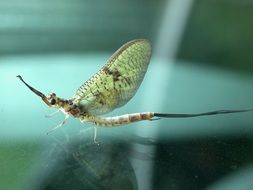 Mayfly Insect Fly Art Wing