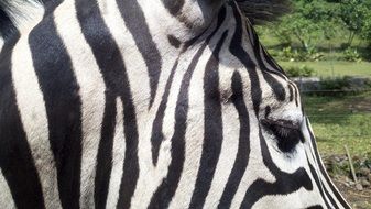 Zebra face close-up