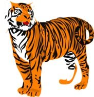 drawing of a tiger on a white background