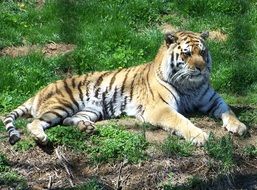 tiger lies on the grass in the zoo