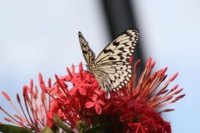 spotted butterfly sits on a bright fluffy flower