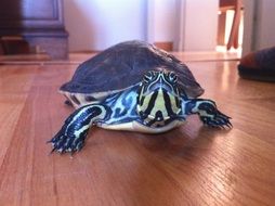 turtle on the floorboard