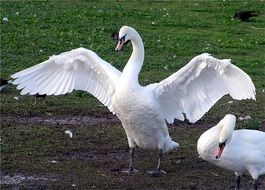 enticing Swans White