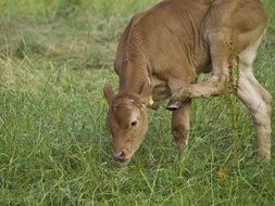 young calf on pasture