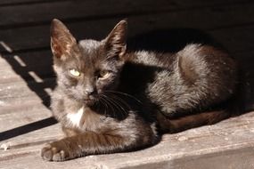 domestic Black Cat lying at sun