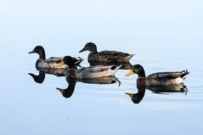 enticing Duck Birds