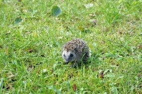 foraging hedgehog on the green grass