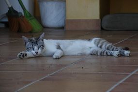 domestic lazy young cat on a floor