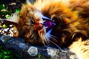 wild cat lies near a branch on the ground