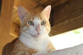 red tiger cat with green eyes close-up on a blurred background