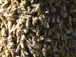 Bees Swarm macro