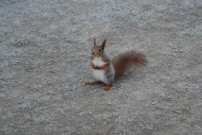 sitting cute squirrel