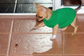 puppy in a green sweater