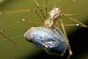 spider with long legs close-up