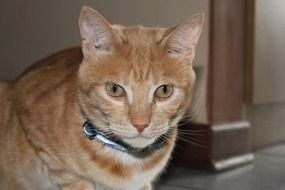 red Cat with collar indoor