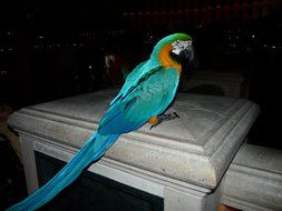 blue parrot on a pole