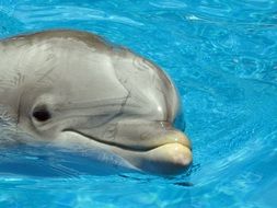 dolphin in blue water