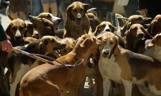 pack of hunting dogs