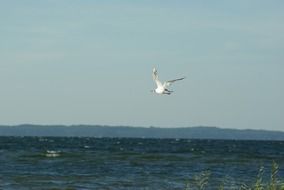 seagull flies over the sea coast