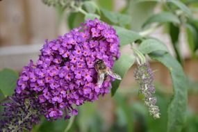 a fly sits on a purple flower