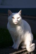 angry white cat in light and shadow
