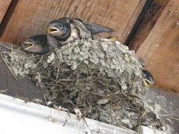 two chicks with open beaks in the nest