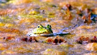 face of a frog in colored liquid