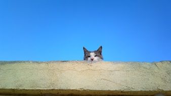 Cute cat on a roof