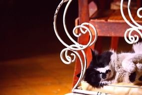 black and white Cat Rests under armchair