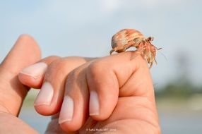 hermit crab on a human hand