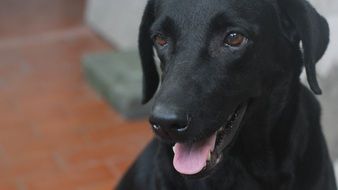 black Labrador head close-up