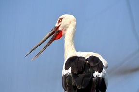 stork with long beak