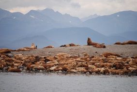 Sea Lions Juno