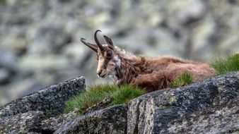 mountain goat goes to the rock