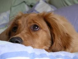 Golden Retriever with Big Eyes