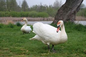 swans on the green grass