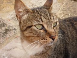 adorable Cat Face closeup
