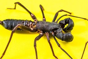 Scorpio on a yellow surface