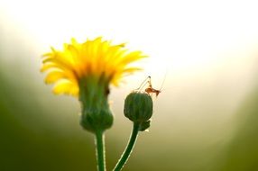 insect on a yellow summer flower close-up