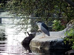 wild water bird on the stone