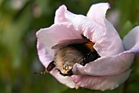 bumblebee on a pink flower on the field