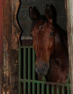 noble brown horse in the stall