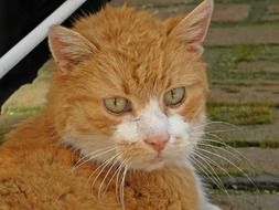 Red and White Cat outdoor, head portrait