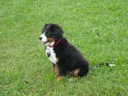 puppy of the pedigree dog on a green meadow