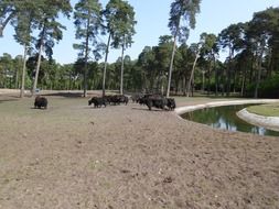 Hear of buffaloes walk on sand