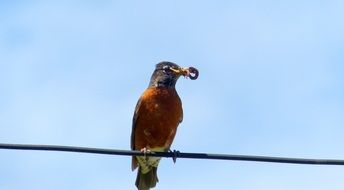 bird with worm in its beak