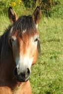 horse head on the background of green grass