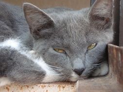 grey and white Cat Sleeps
