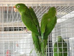 green parrots on the cage